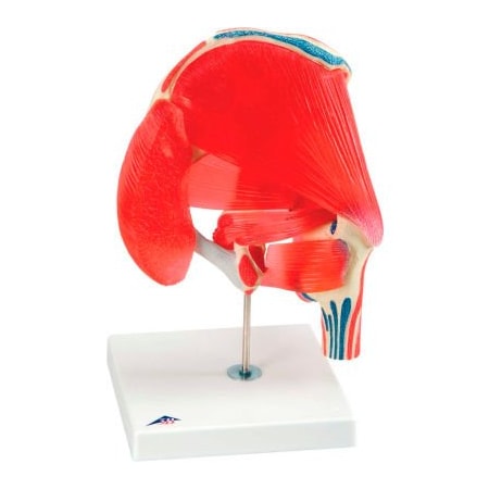3B® Anatomical Model - Hip Joint With Removable Muscles, 7-Part